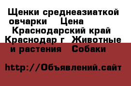 Щенки среднеазиаткой овчарки. › Цена ­ 5 000 - Краснодарский край, Краснодар г. Животные и растения » Собаки   